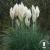 Cortaderia selloana white plume.jpg